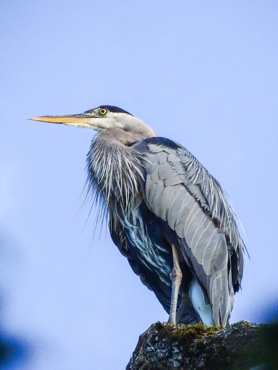 Great Blue Heron - ML638842420
