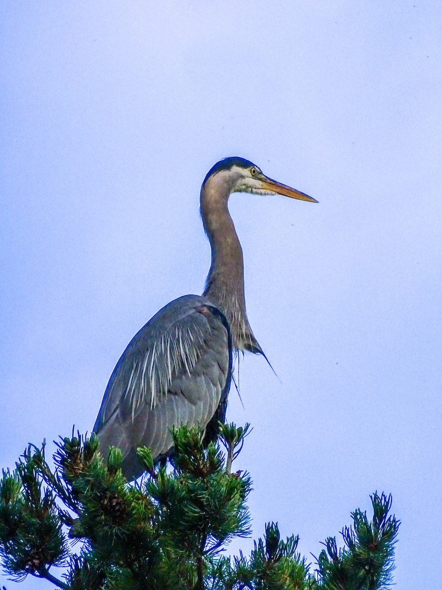 Great Blue Heron - ML638842421