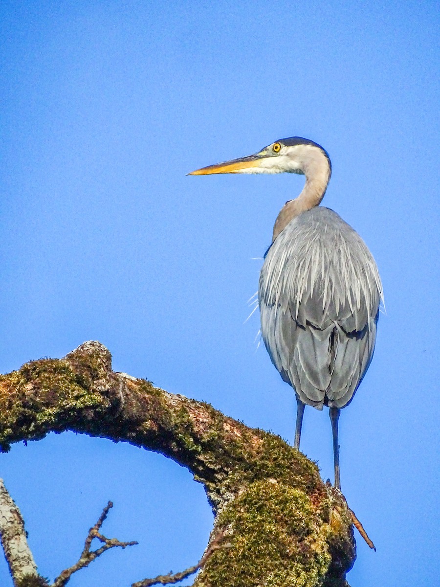 Great Blue Heron - ML638842422