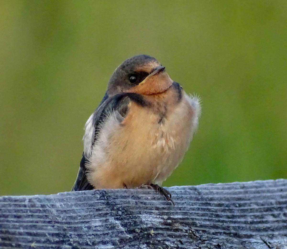 Barn Swallow - ML638842446