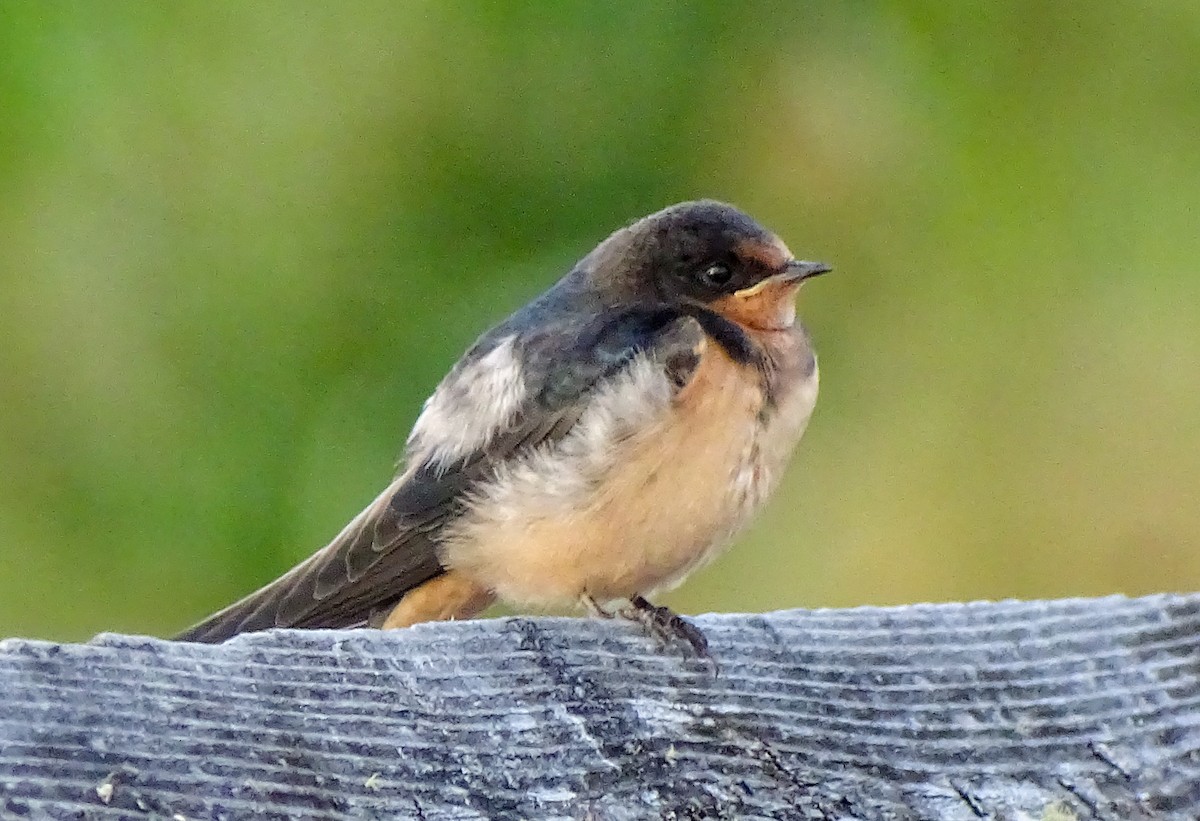Barn Swallow - ML638842448