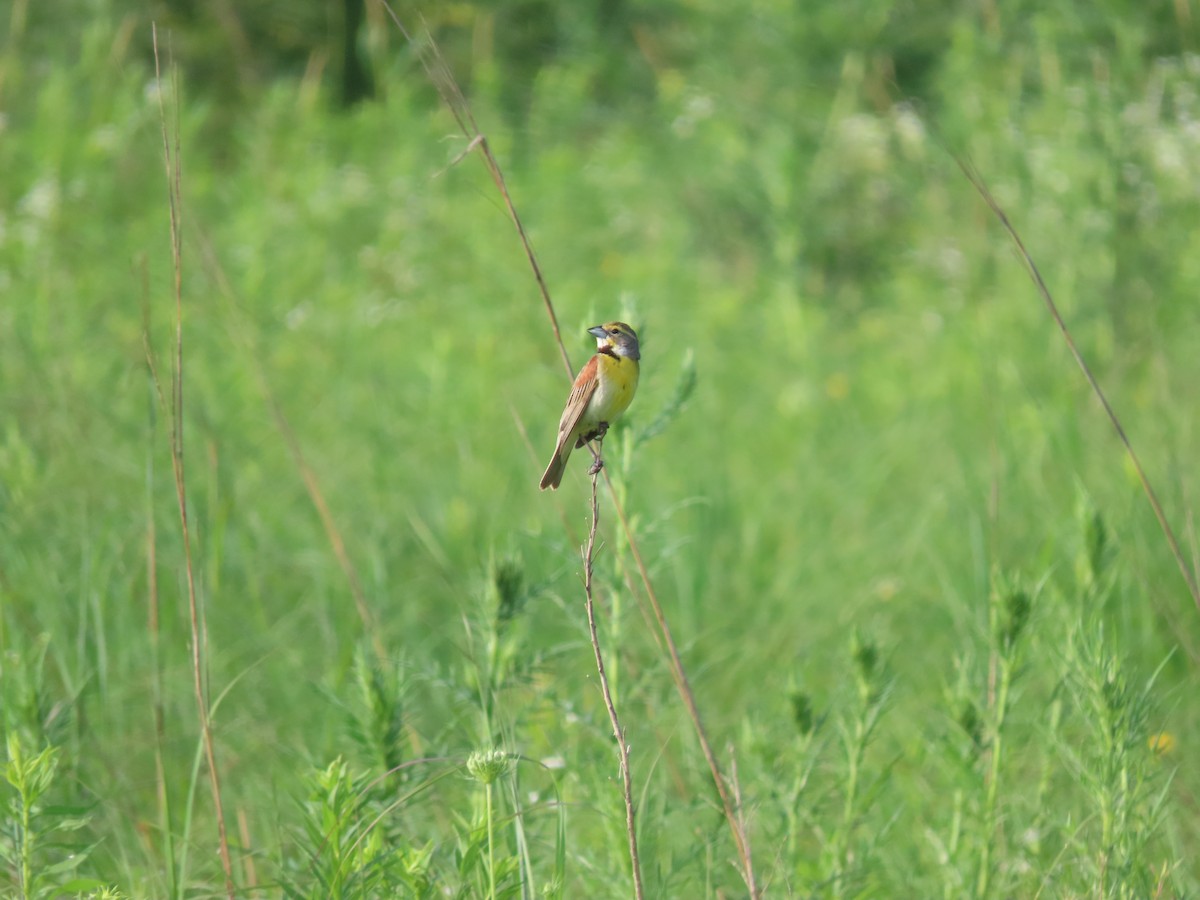 Dickcissel - ML638842454