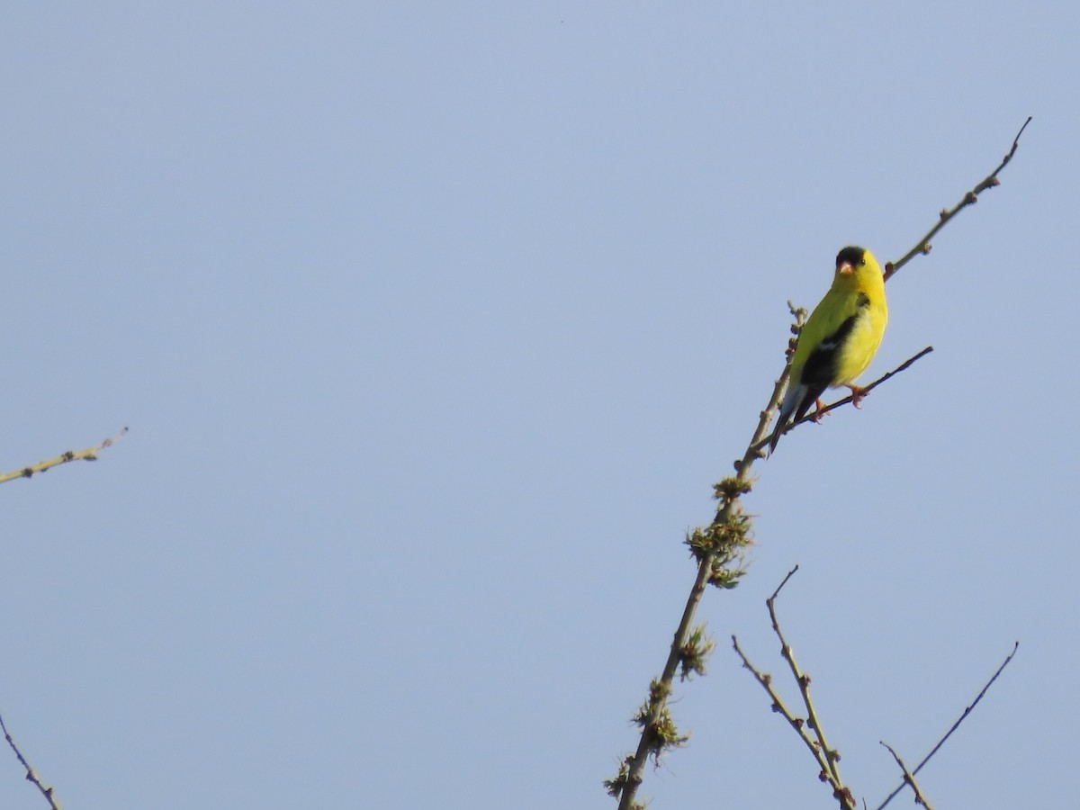American Goldfinch - ML638842471