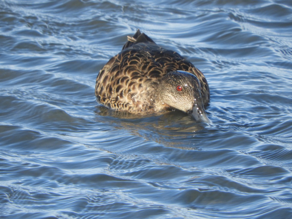 Chestnut Teal - ML638842487