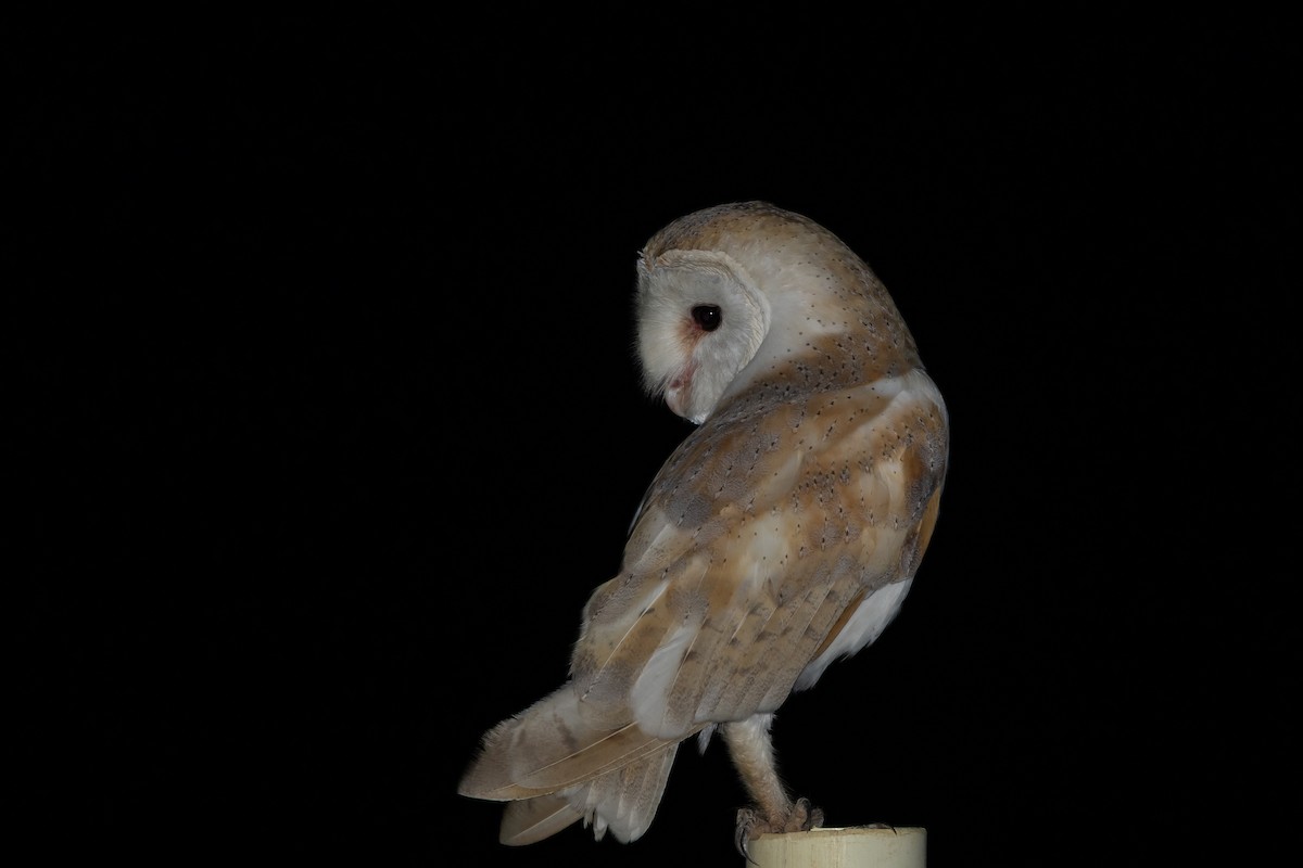 Western Barn Owl - ML638842489