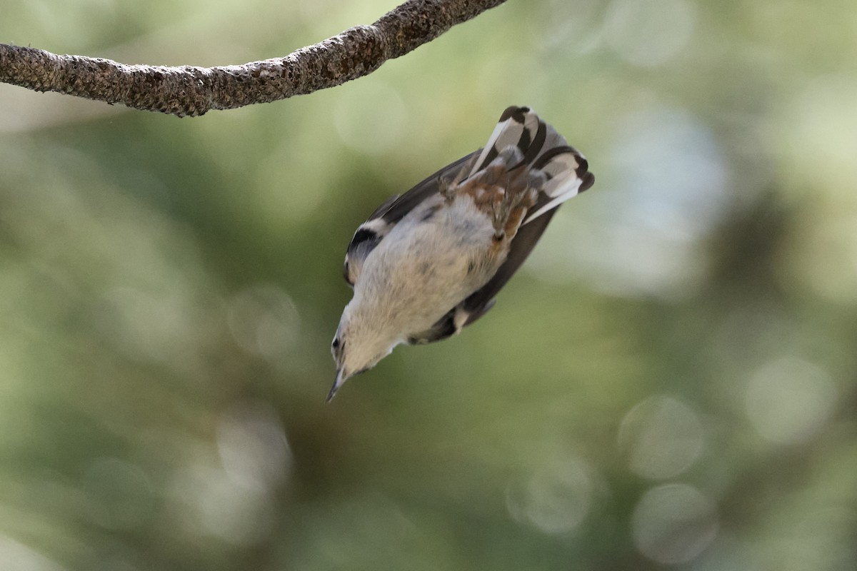 White-breasted Nuthatch - ML638842490