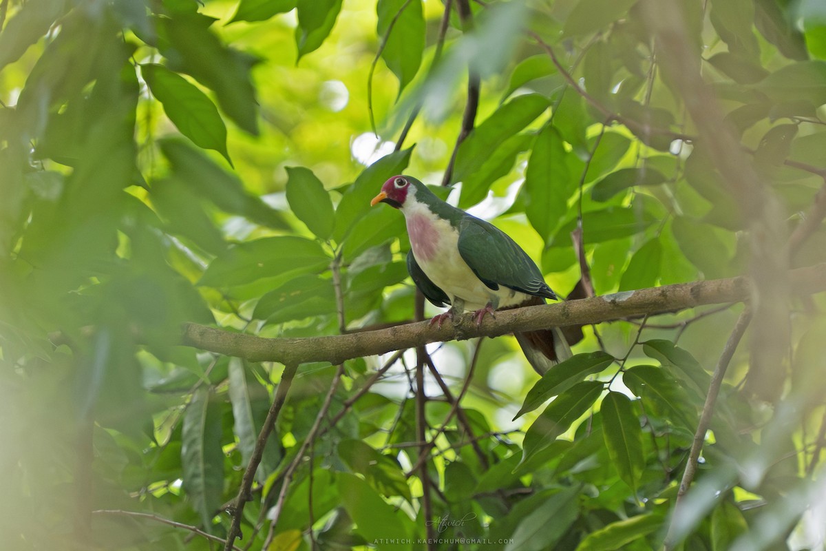 Jambu Fruit-Dove - ML638842507