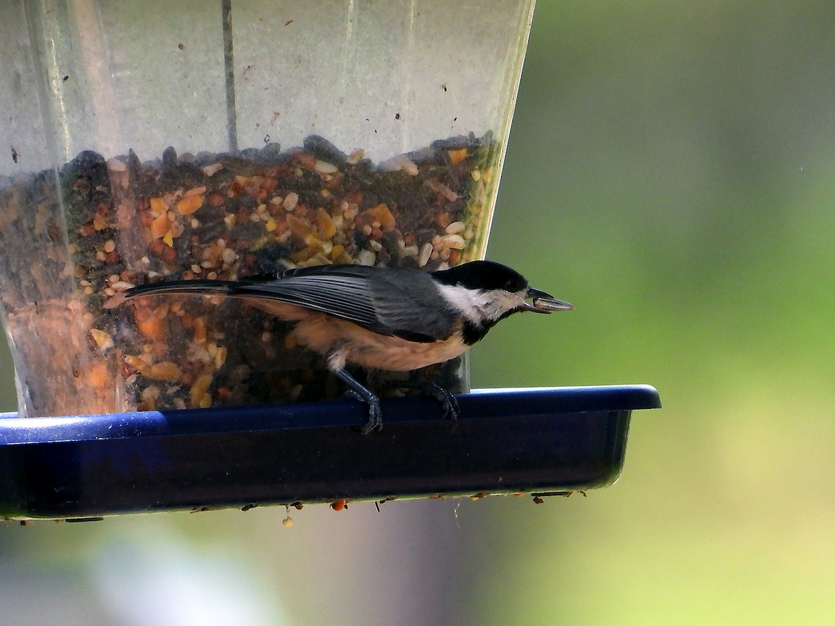Carolina Chickadee - ML638842508