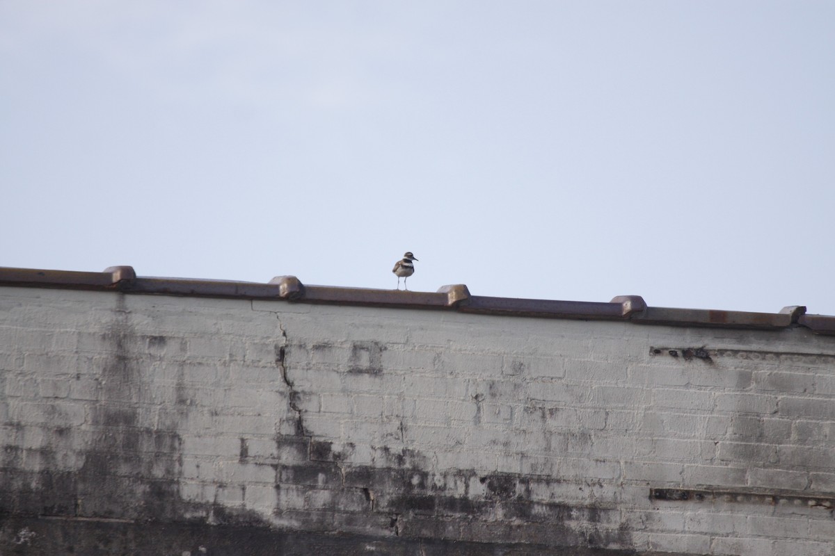 Killdeer - ML638842526
