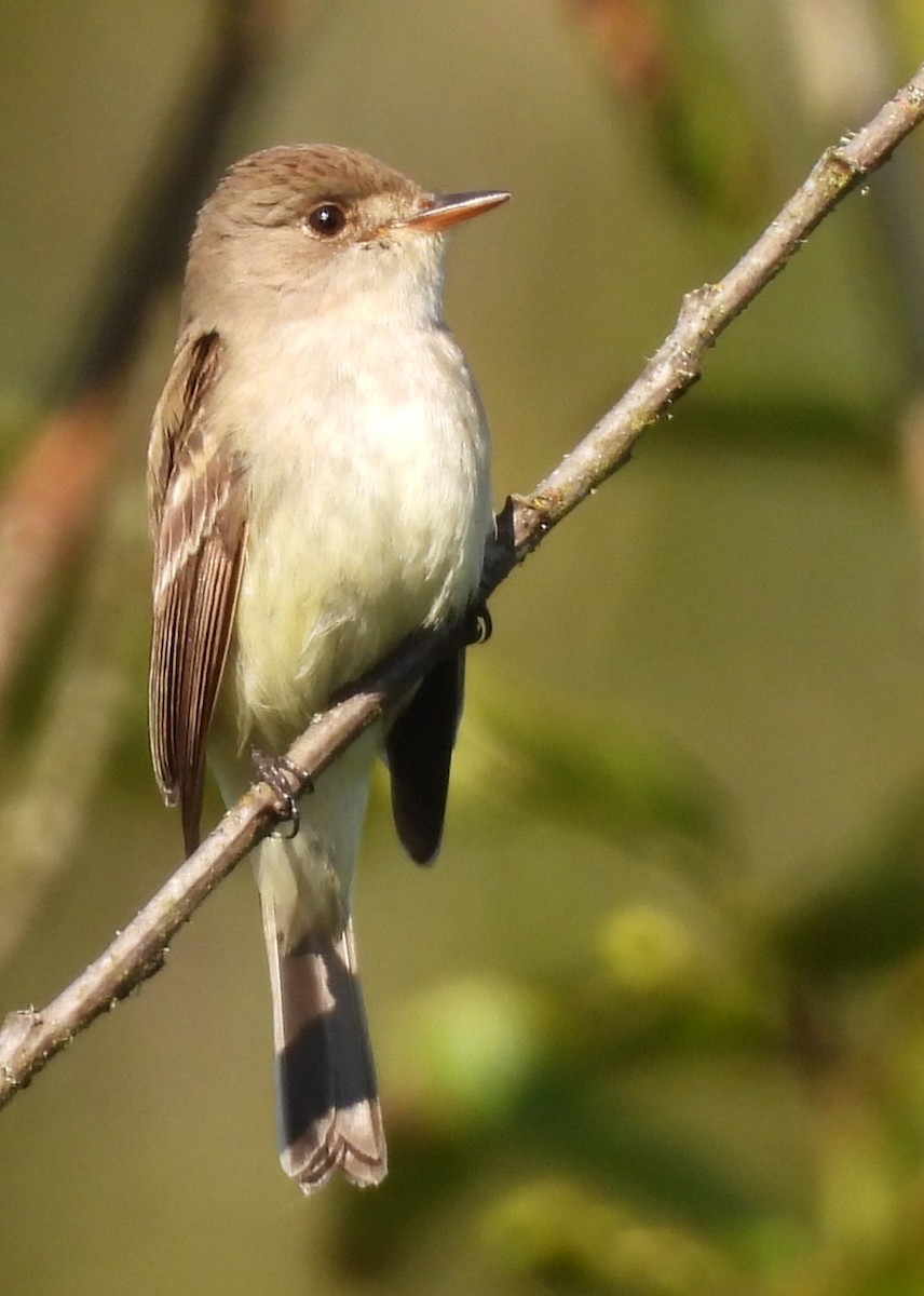 Willow Flycatcher - ML638842528