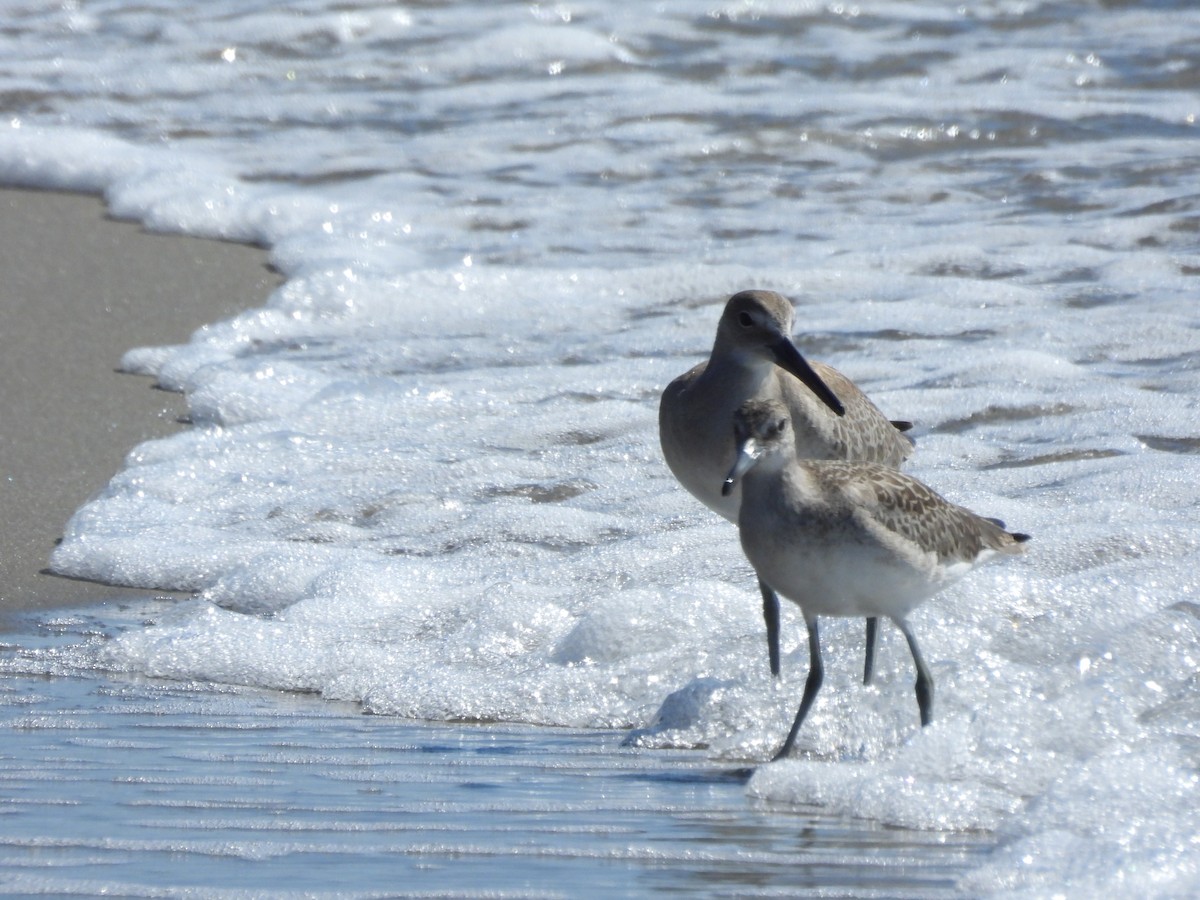 Willet - ML638842532