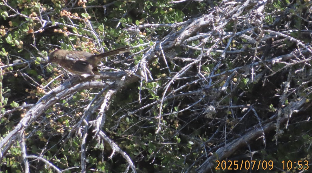 Spotted Towhee - ML638842537