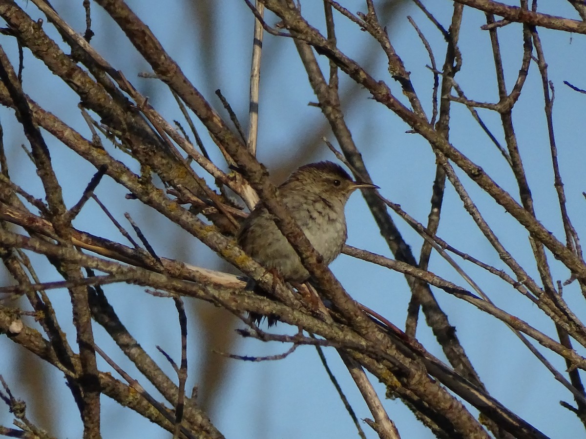 Marsh Wren - ML638842539