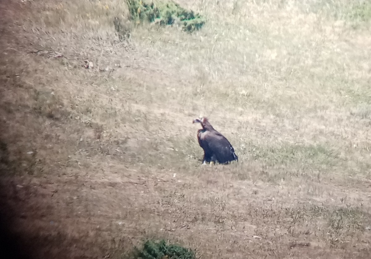 Cinereous Vulture - ML638842542