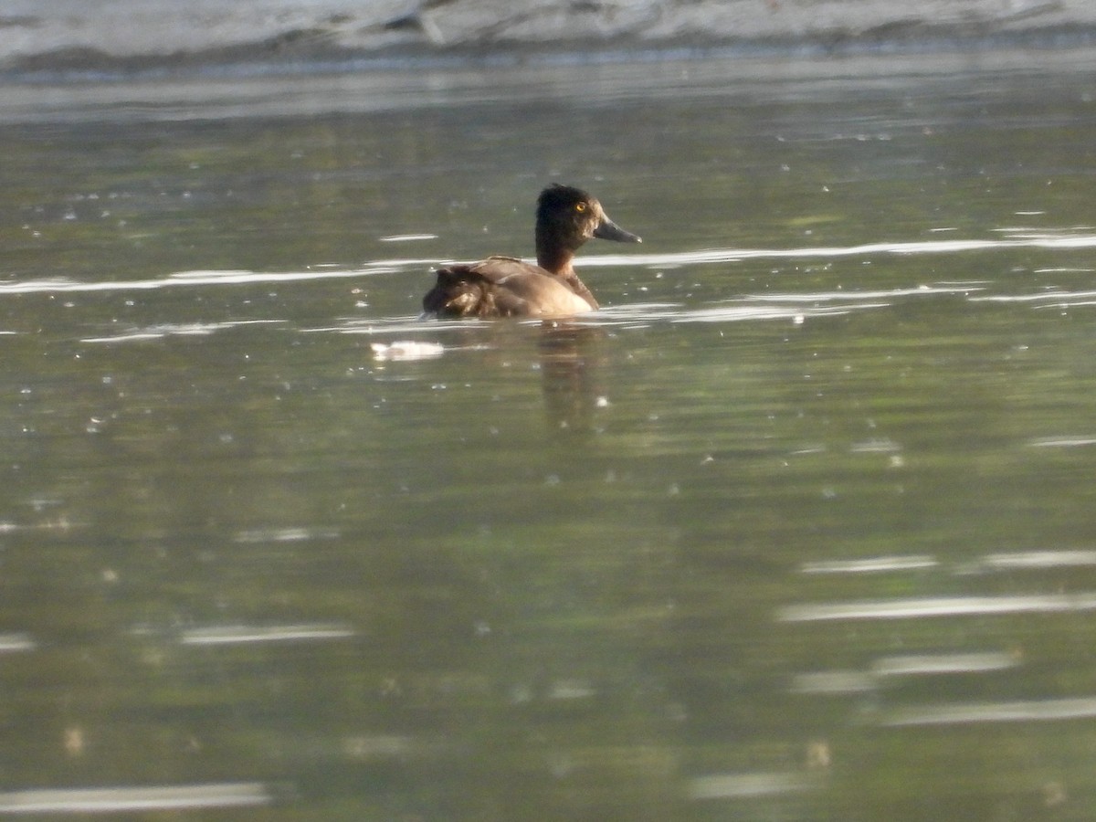 Ring-necked Duck - ML638842543
