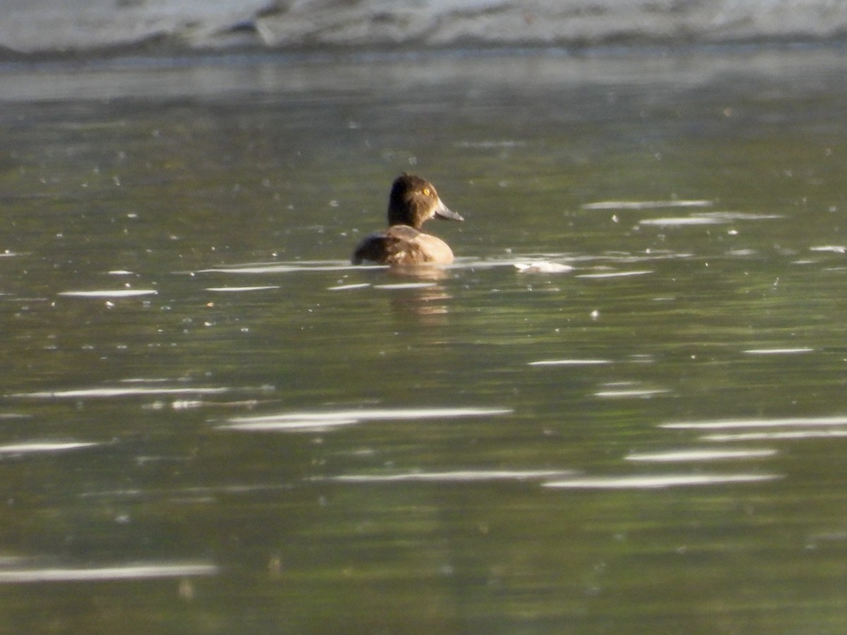 Ring-necked Duck - ML638842544