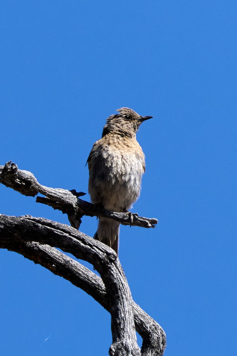 Western Bluebird - ML638842545