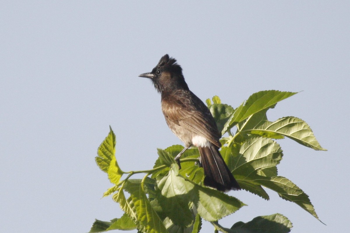 Red-vented Bulbul - ML638842546
