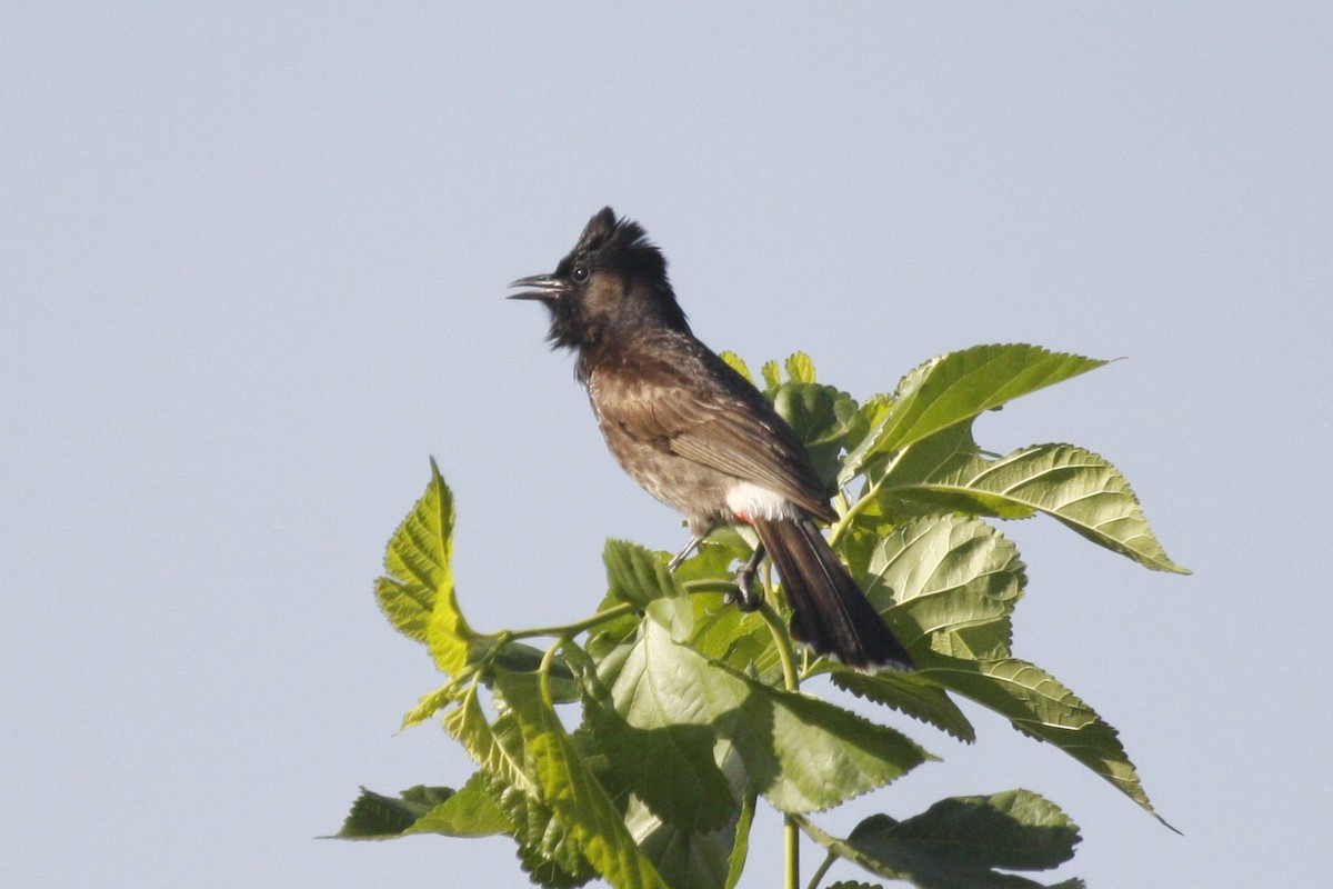 Red-vented Bulbul - ML638842547