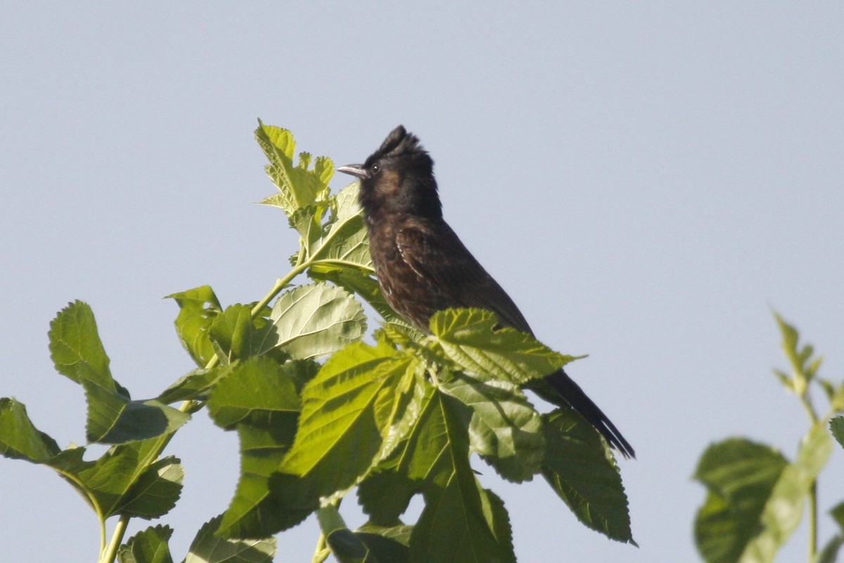 Red-vented Bulbul - ML638842548
