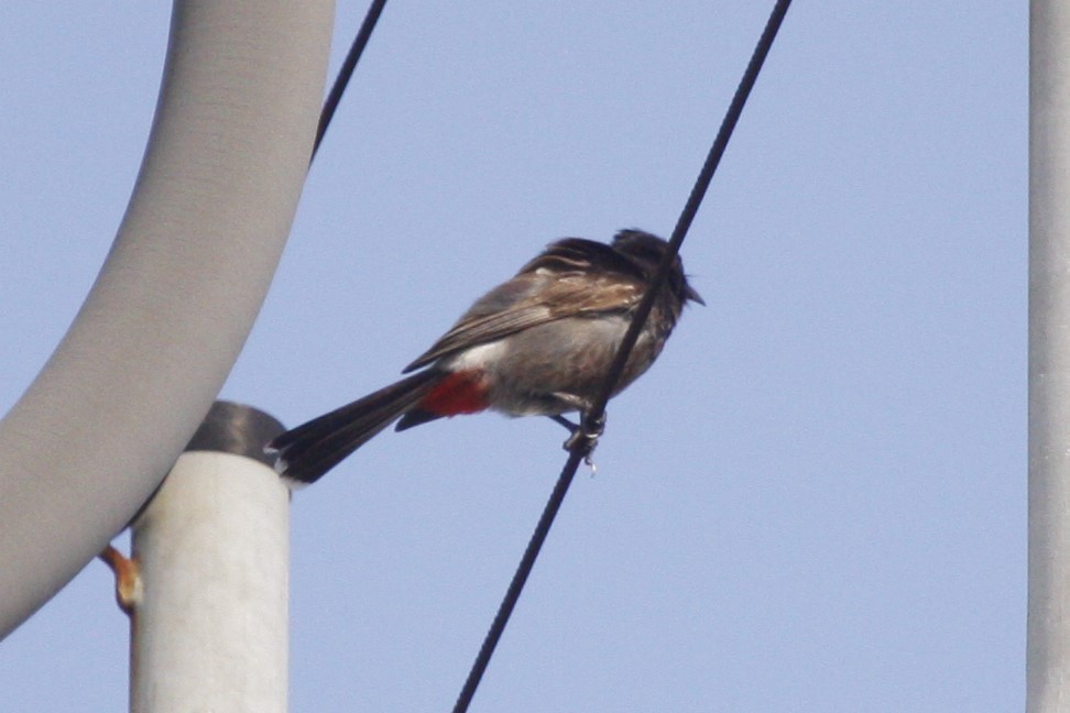 Red-vented Bulbul - ML638842551
