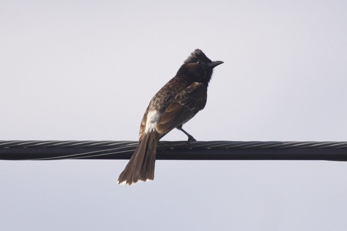 Red-vented Bulbul - ML638842552