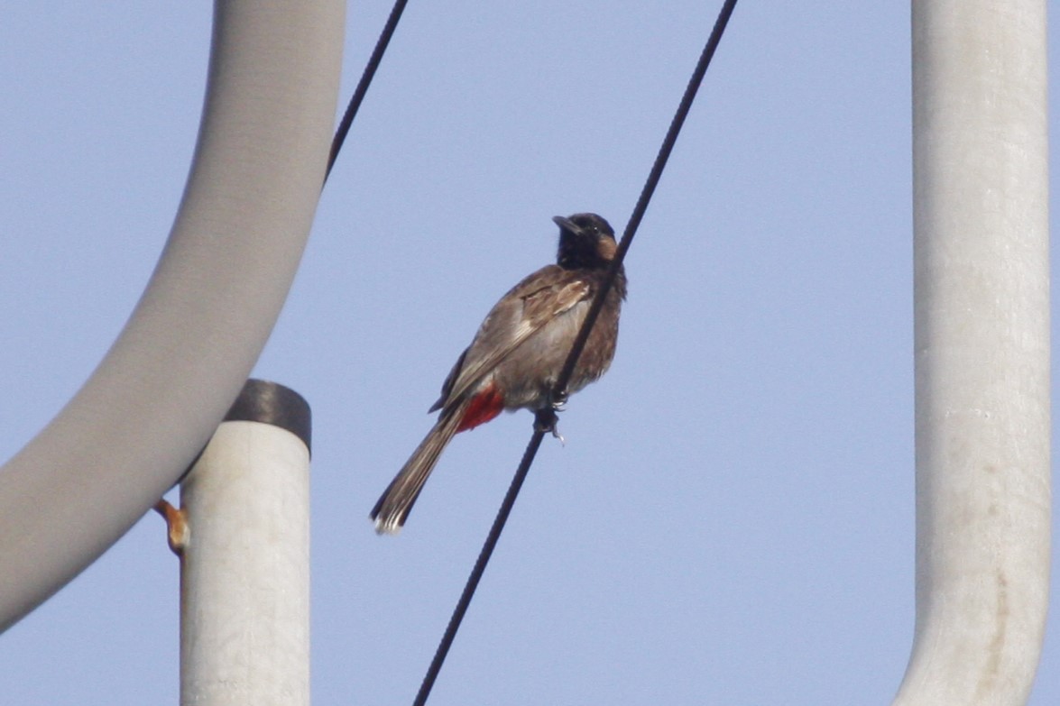 Red-vented Bulbul - ML638842553