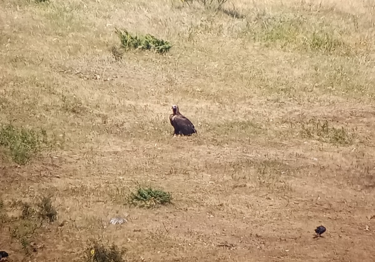 Cinereous Vulture - ML638842560