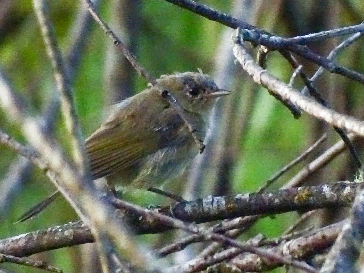 Common Yellowthroat - ML638842583