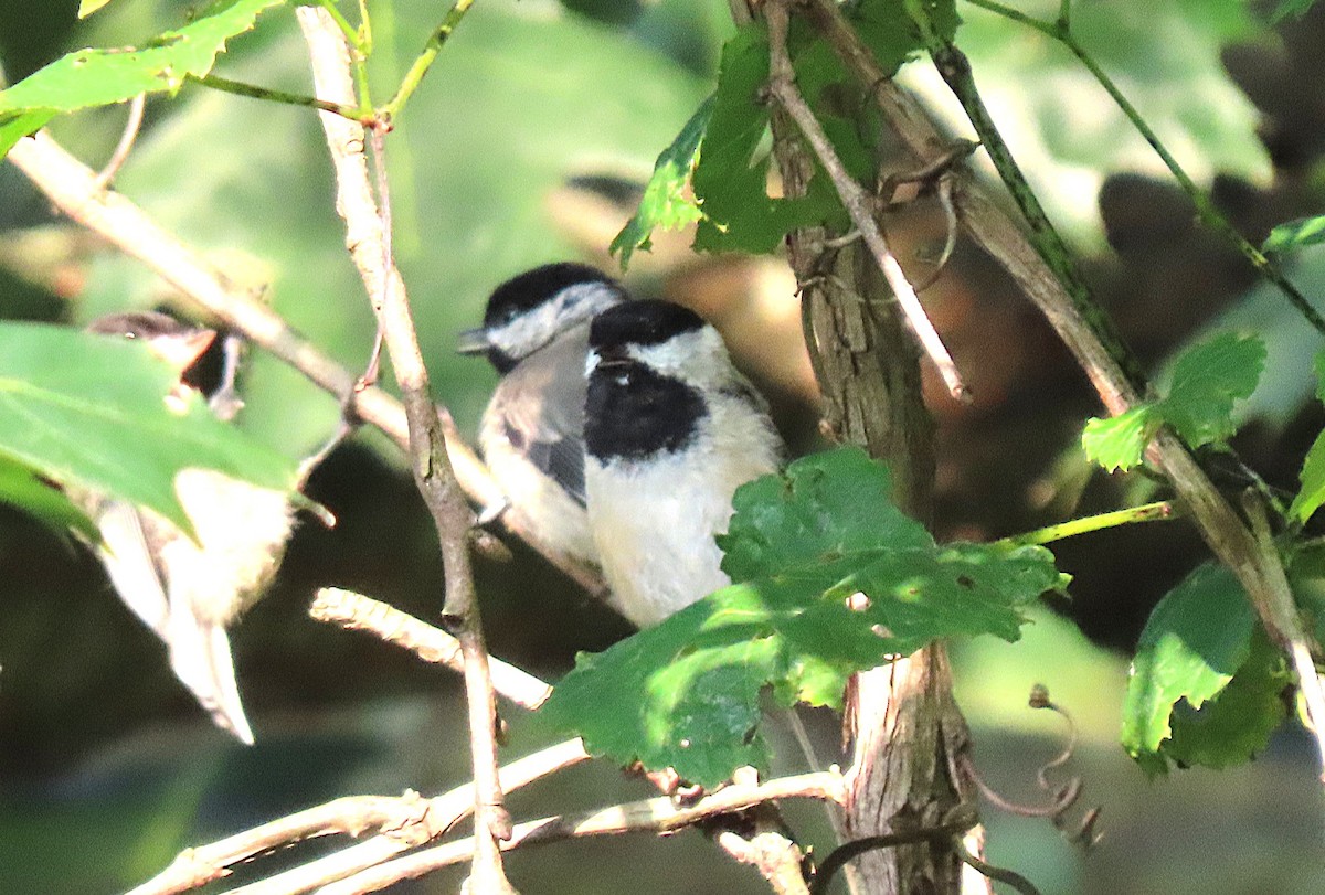 Carolina Chickadee - ML638842587
