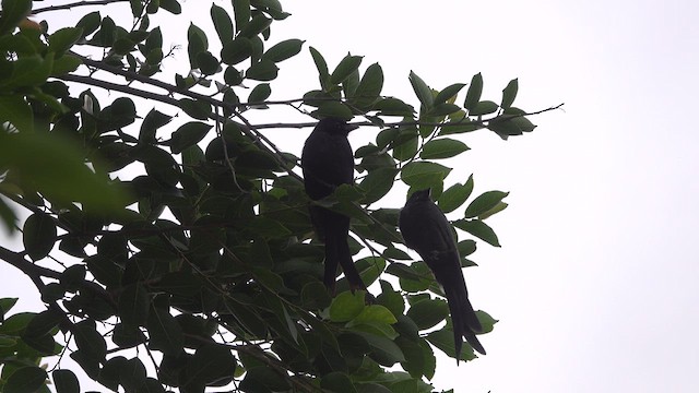 Black Drongo - ML638842653