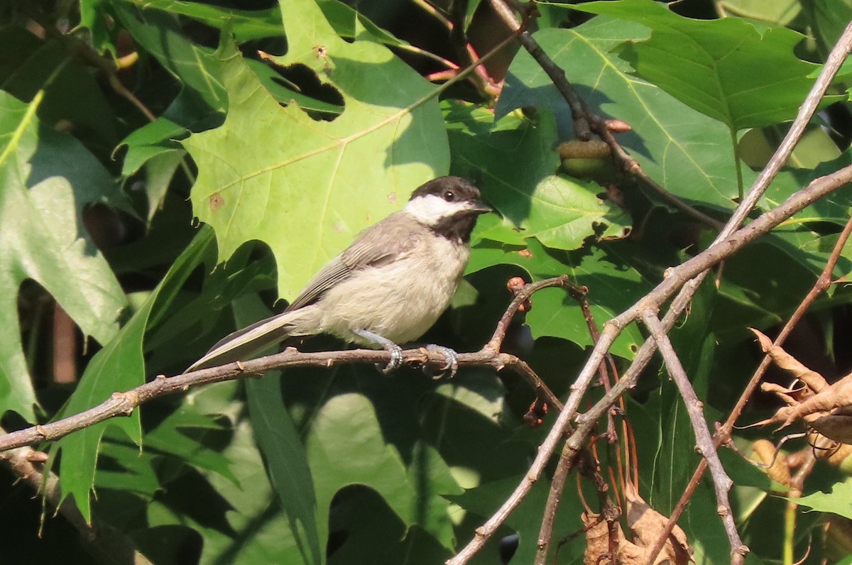 Carolina Chickadee - ML638842654