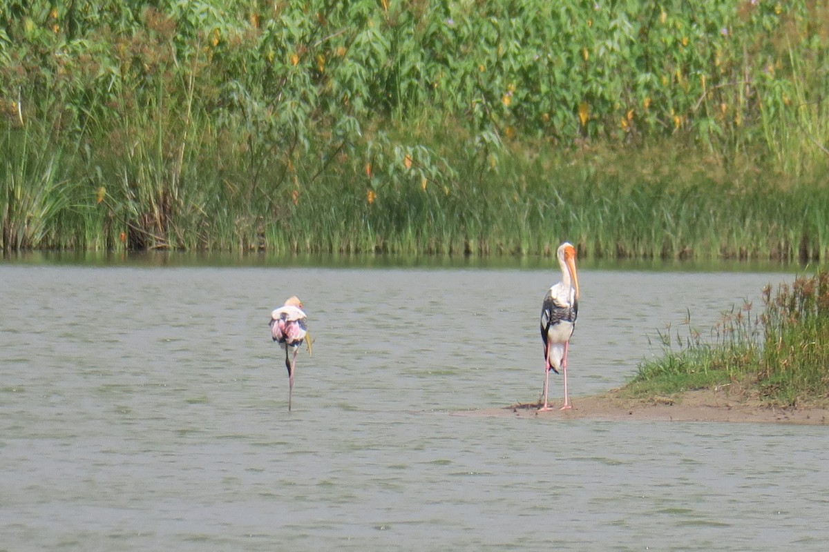 Painted Stork - ML638842659
