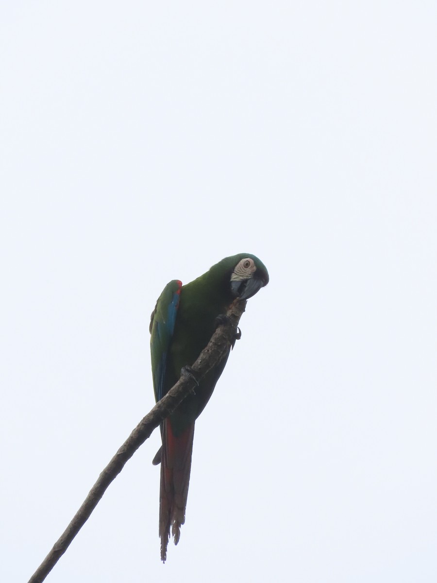 Chestnut-fronted Macaw - ML638842666