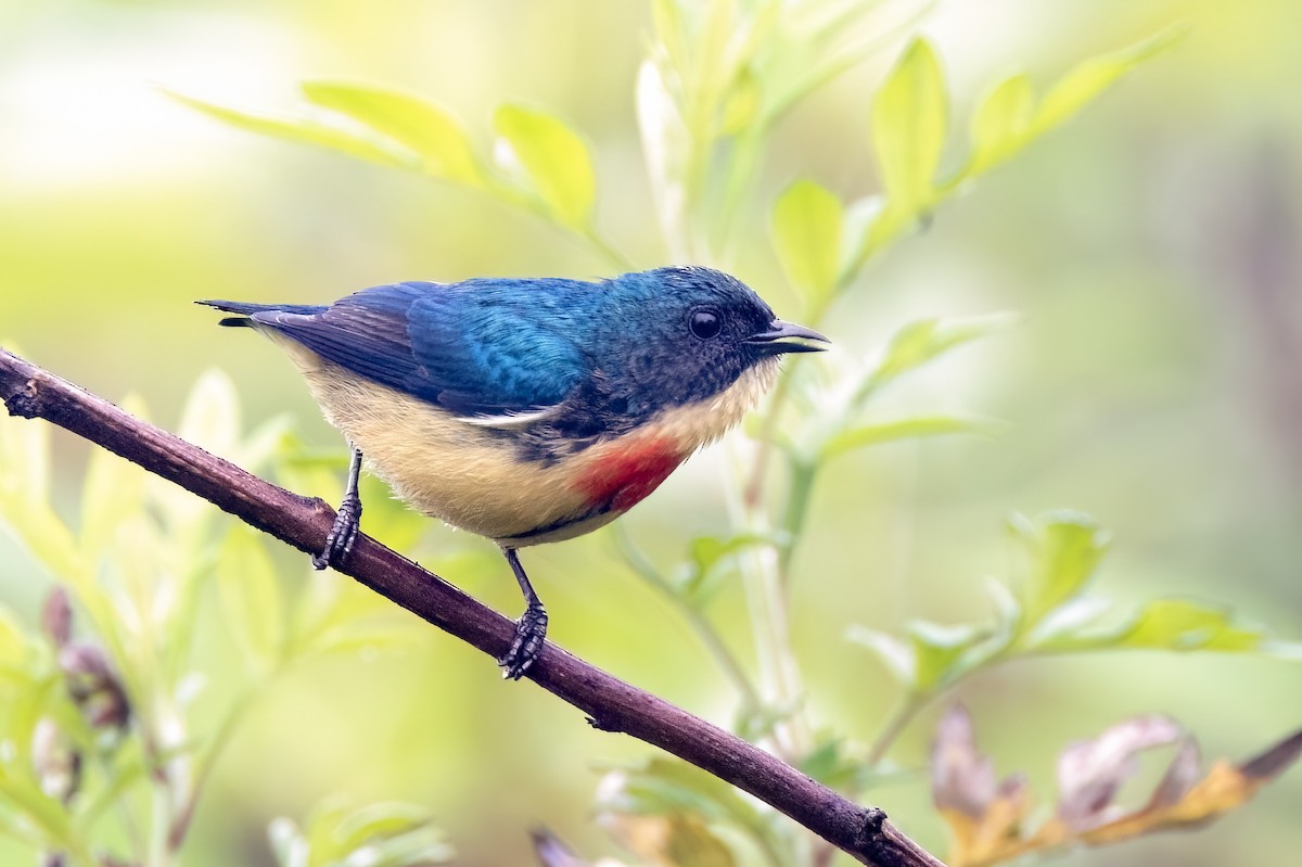 Fire-breasted Flowerpecker - ML638842775