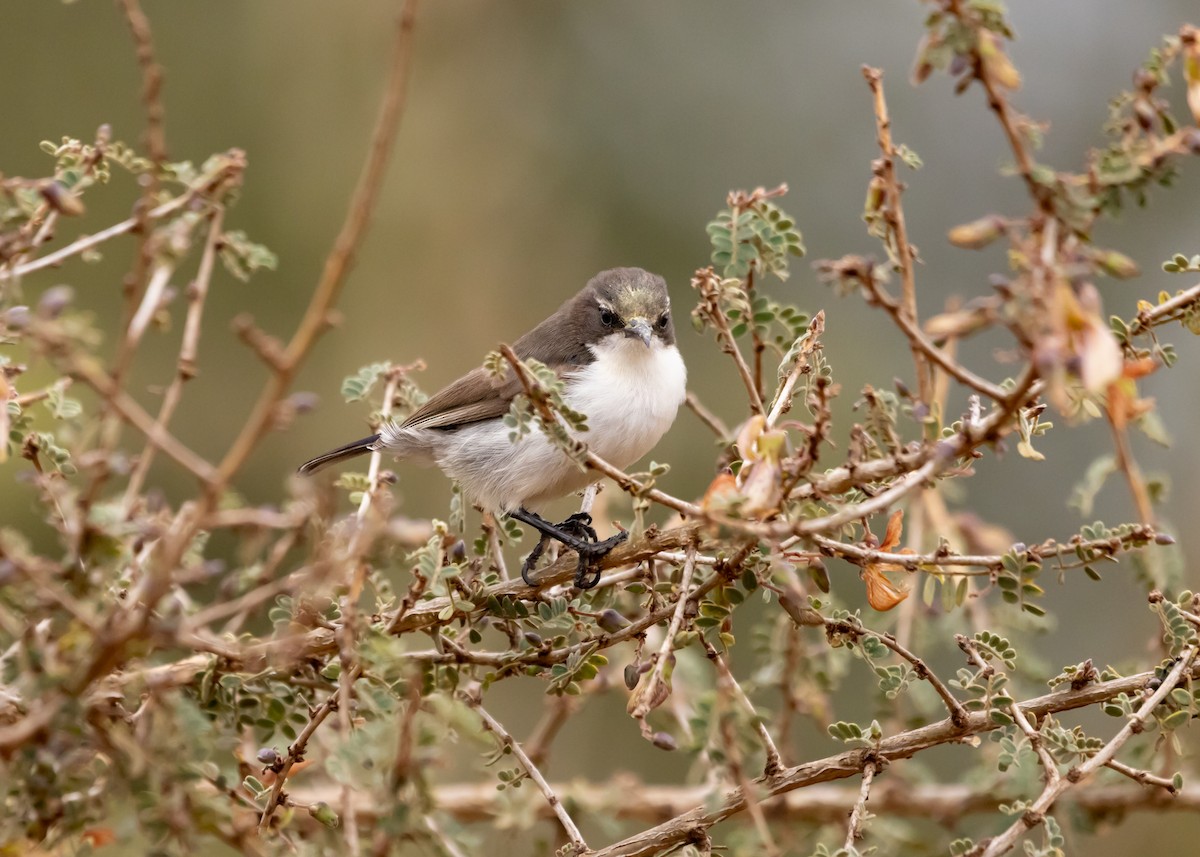 Eastern Violet-backed Sunbird - ML638842780