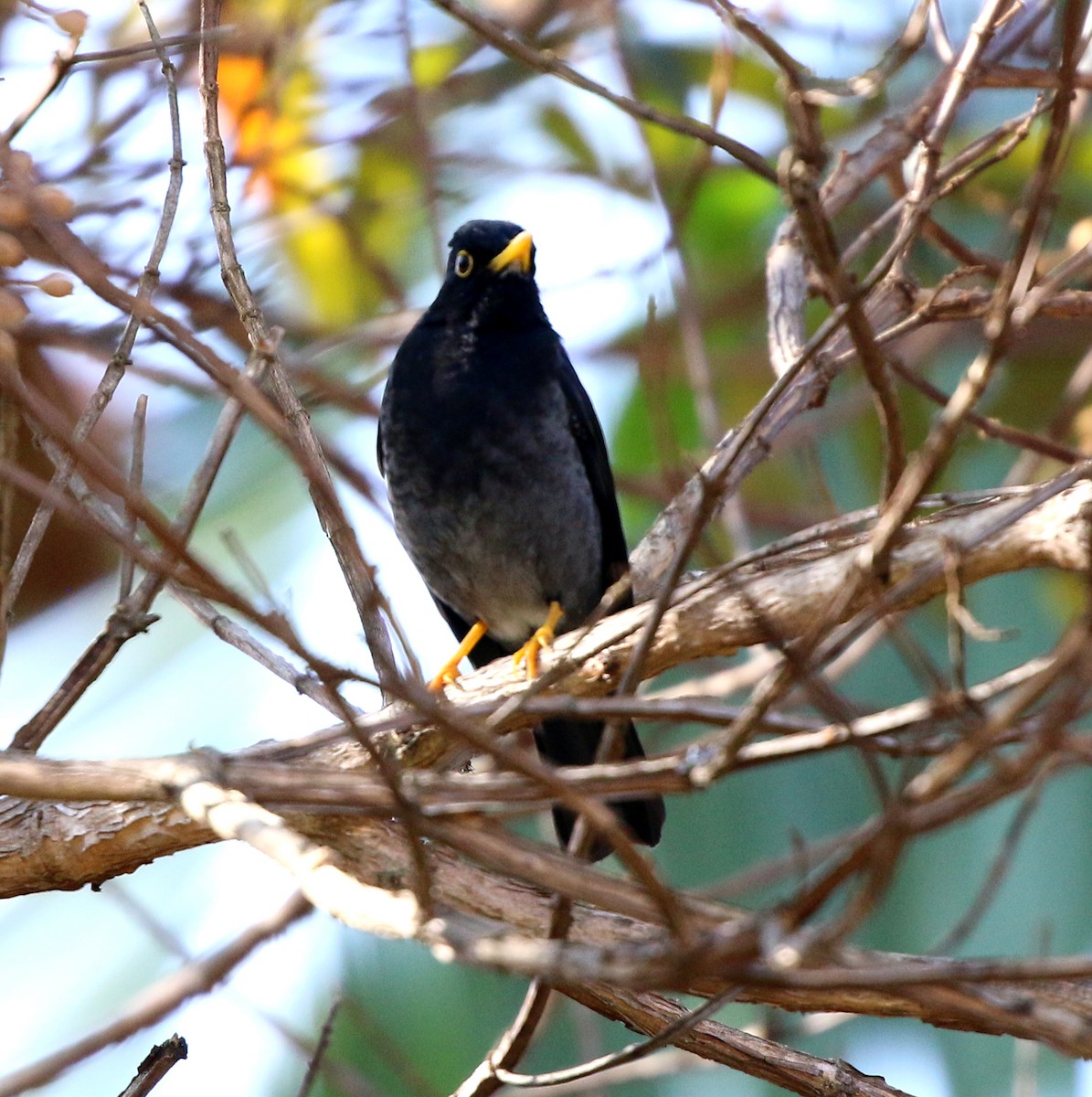 Yellow-legged Thrush - ML638842833