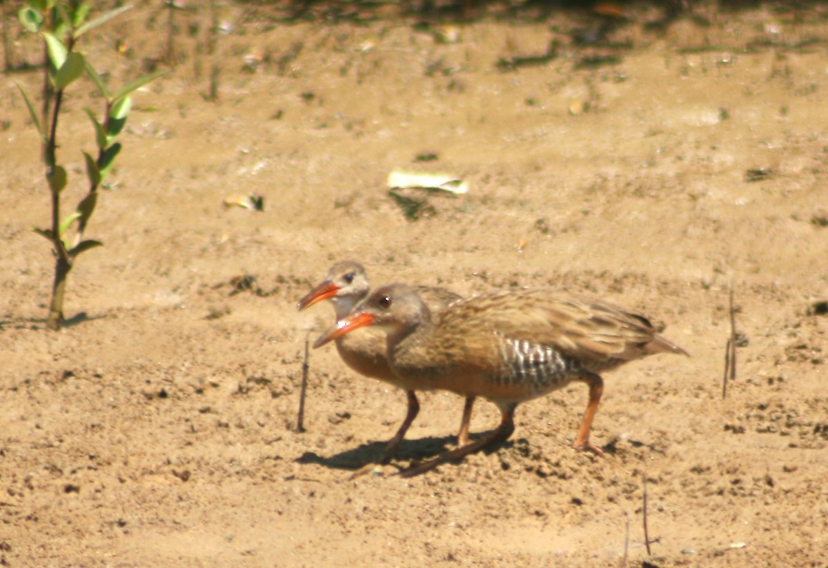 Râle gris - ML638842851