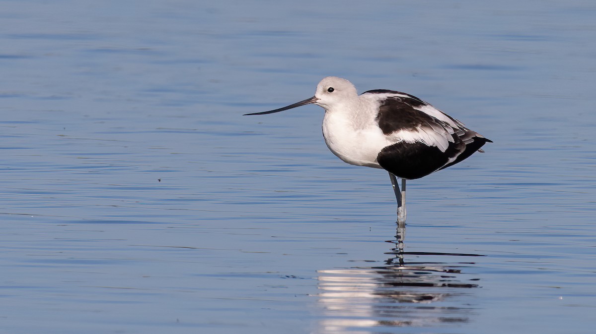 American Avocet - ML638842902