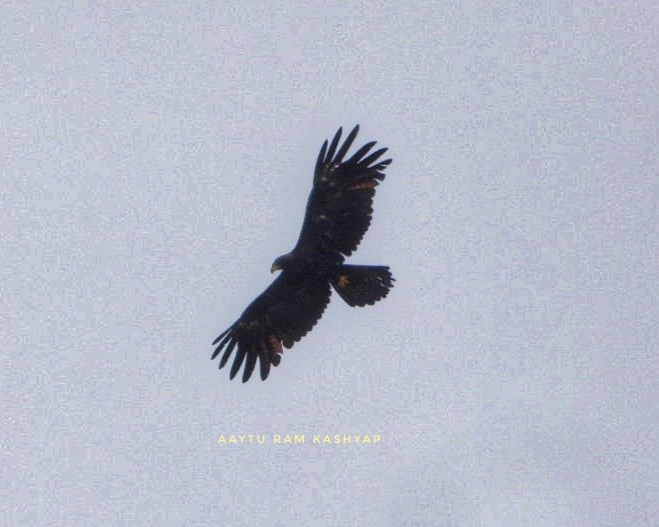 Black Eagle - ML638842978