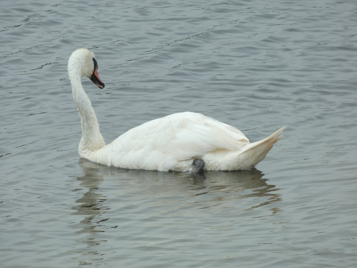 Cigno reale - ML638842997