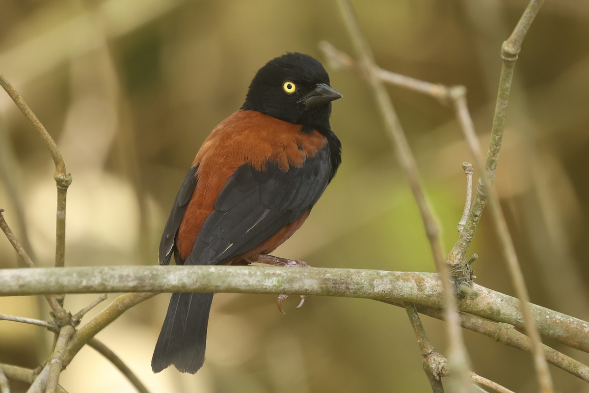 Chestnut-and-black Weaver - ML638843105