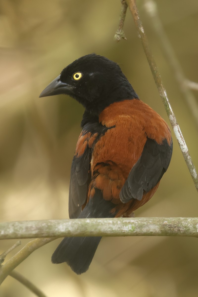 Chestnut-and-black Weaver - ML638843107