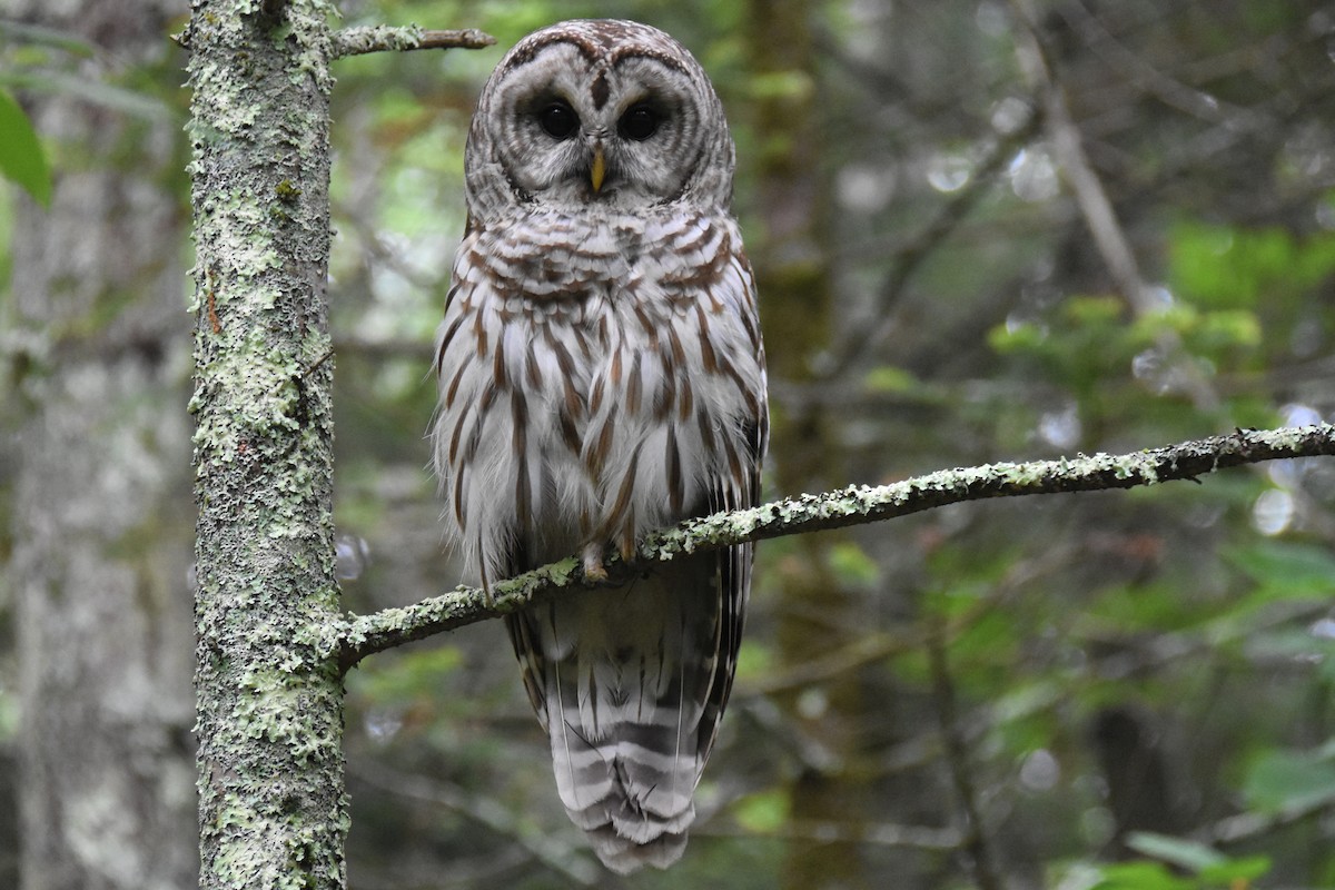 Barred Owl - ML638843117