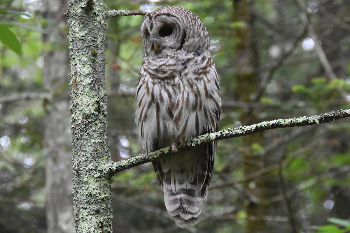 Barred Owl - ML638843119