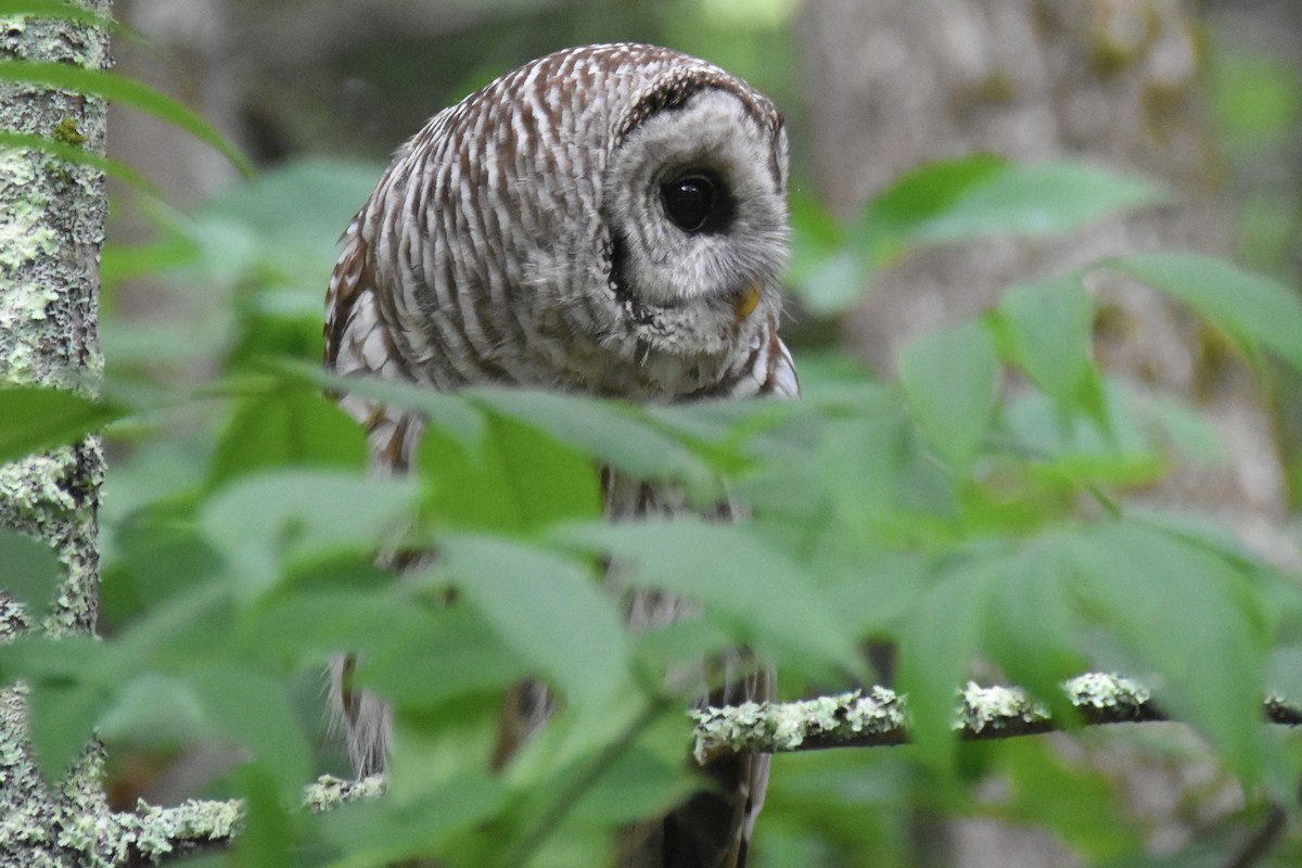 Barred Owl - ML638843127