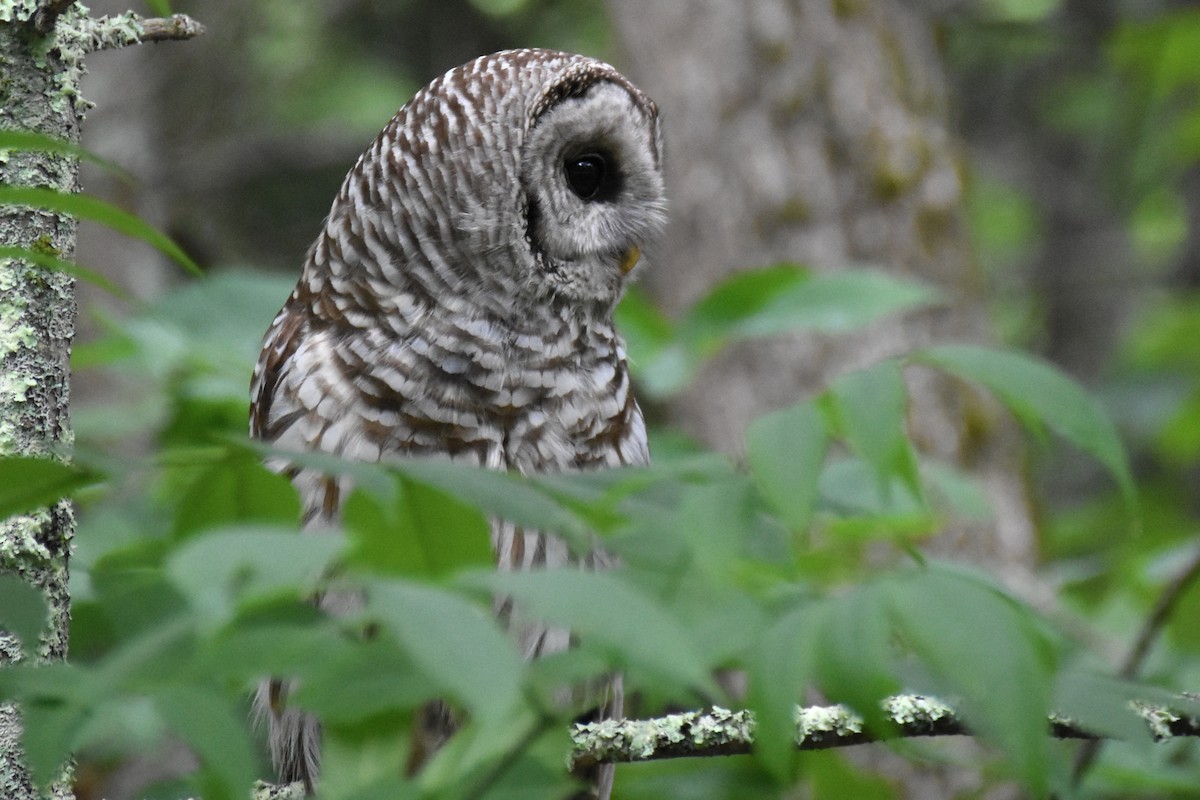 Barred Owl - ML638843130