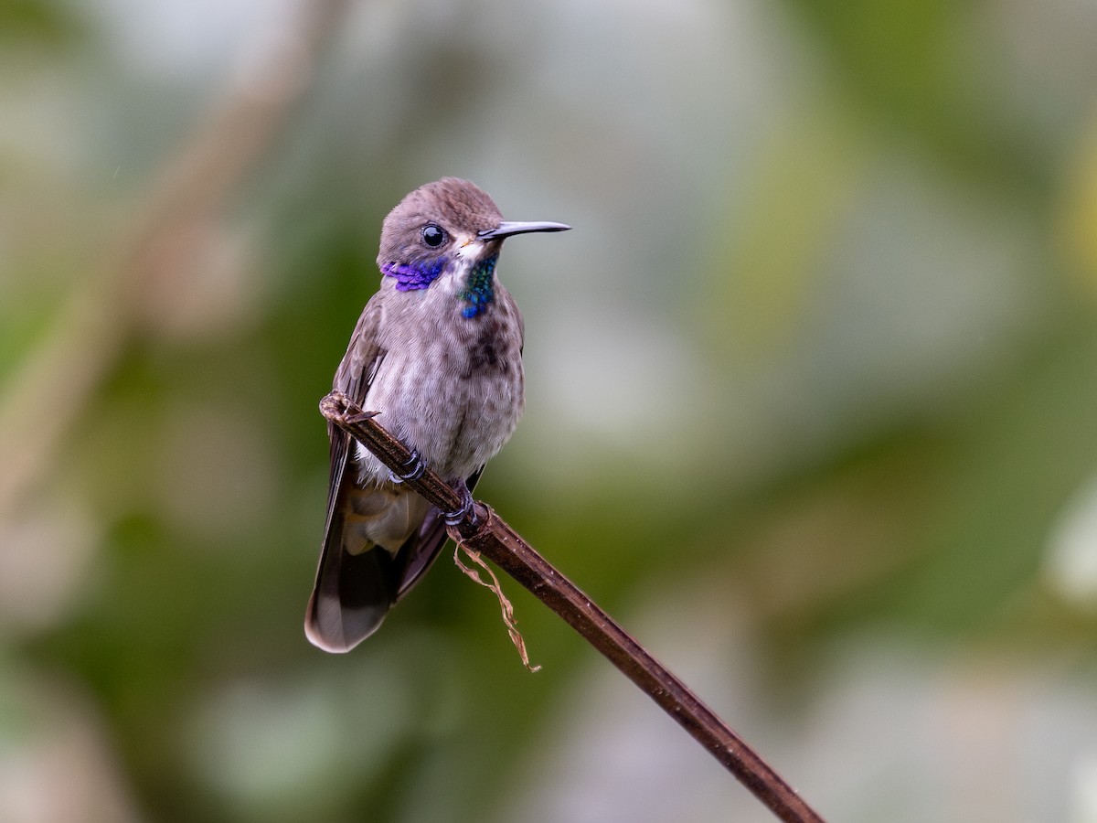 Brown Violetear - ML638843203