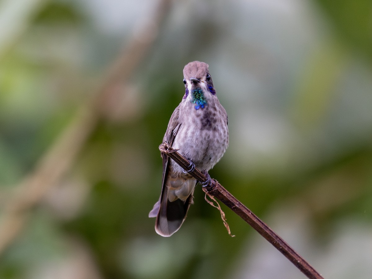 Brown Violetear - ML638843204