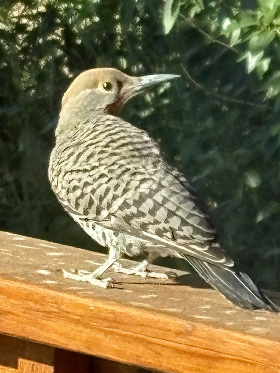Northern Flicker - ML638843231